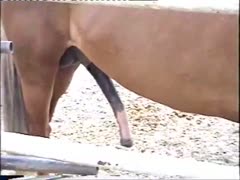 Well-endowed horse develops a throbbing hard-on whilst ranch owner records it episode